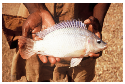 Technicien en aquaculture