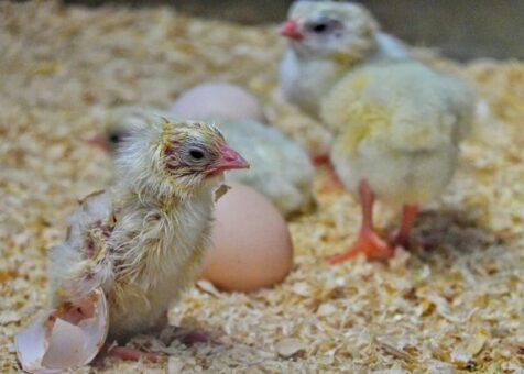 close-up-chickens-farm_1048944-27423739