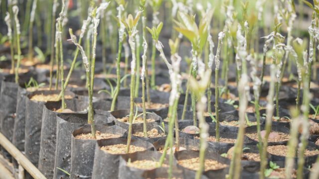 Plants d’avocatiers greffé