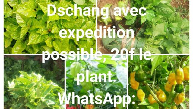 Plantules de piment prêtes à repiquer